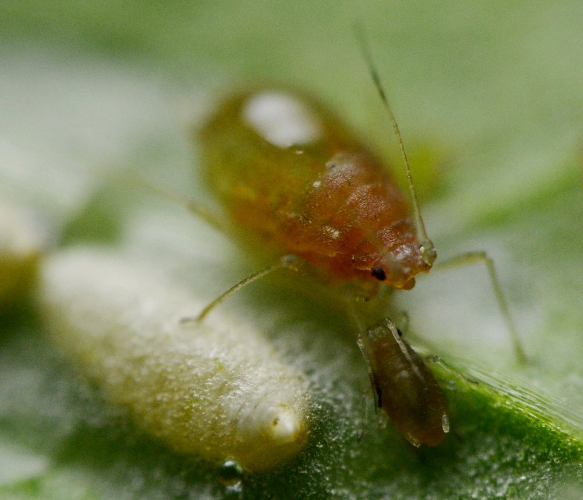 Afidi  ( Macrosiphum rosae) e larve di dittero Agromyzidae